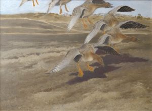 Wild Geese