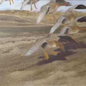 Wild Geese