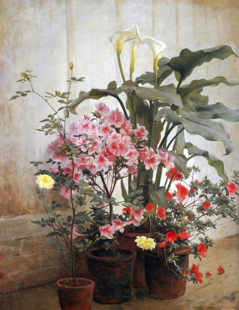 Potted Plants in a Greenhouse