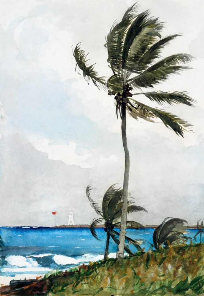 Palm Tree, Nassau