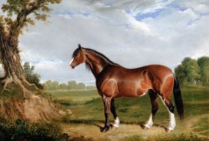 A Clydesdale Stallion