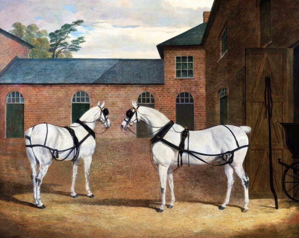 Grey Carriage Horses in the Coachyard at Putteridge Bury, Hertfordshire