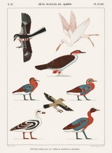 Birds and Animals (plate)