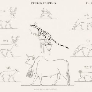 Animals: Giraffe and Cattle (plate)