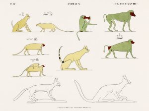 Animals: Monkeys and Lions (plate)
