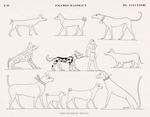 Animals: Dogs (line plate)