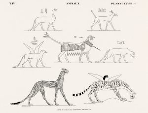 Animals: Leopards and Cats (plate)