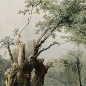 The Holy Tree of Metereah