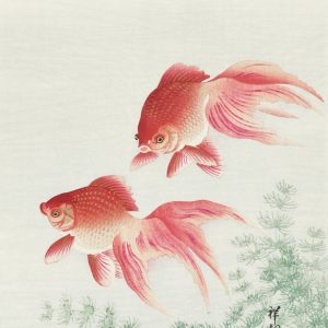 Goldfish