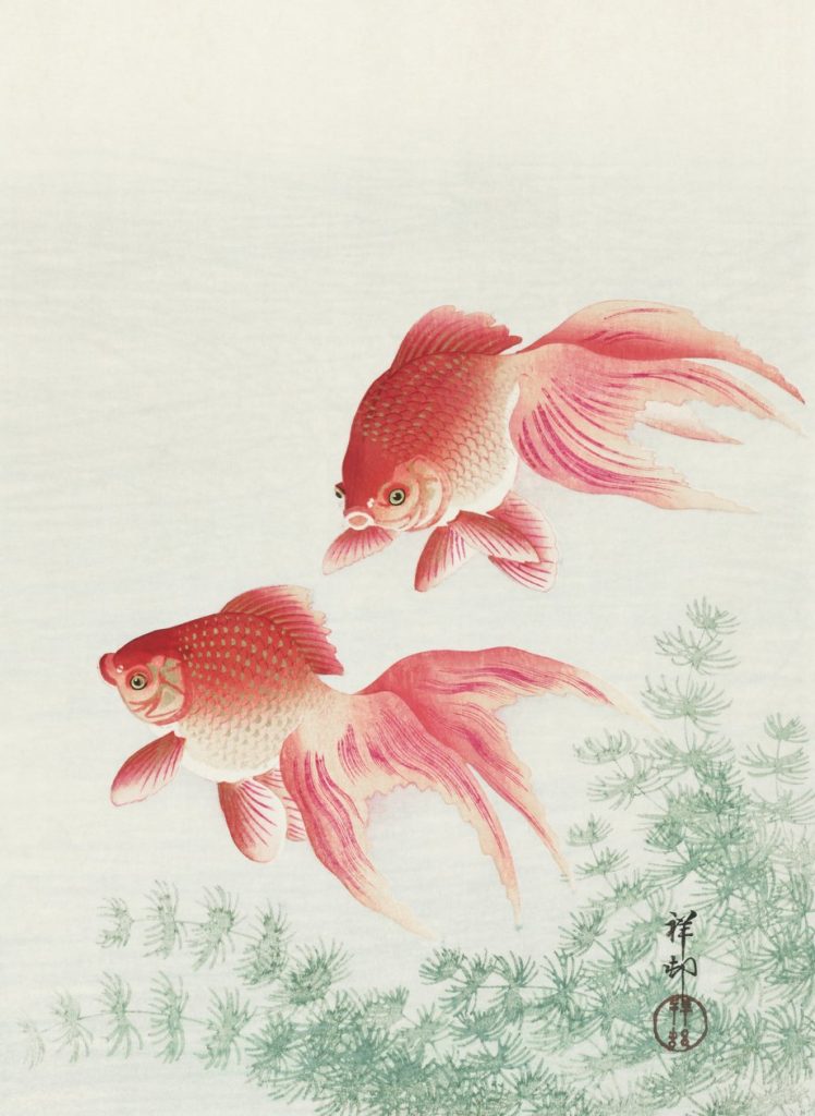 Goldfish