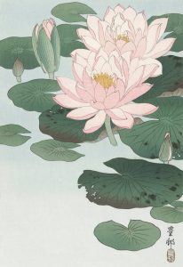 Water Lily