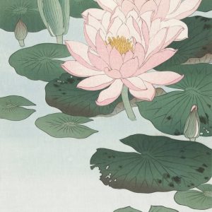 Water Lily