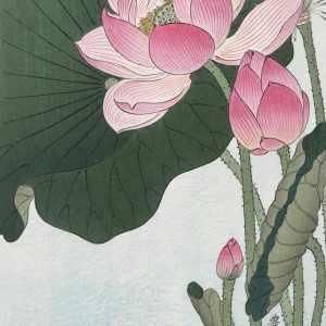 Lotus