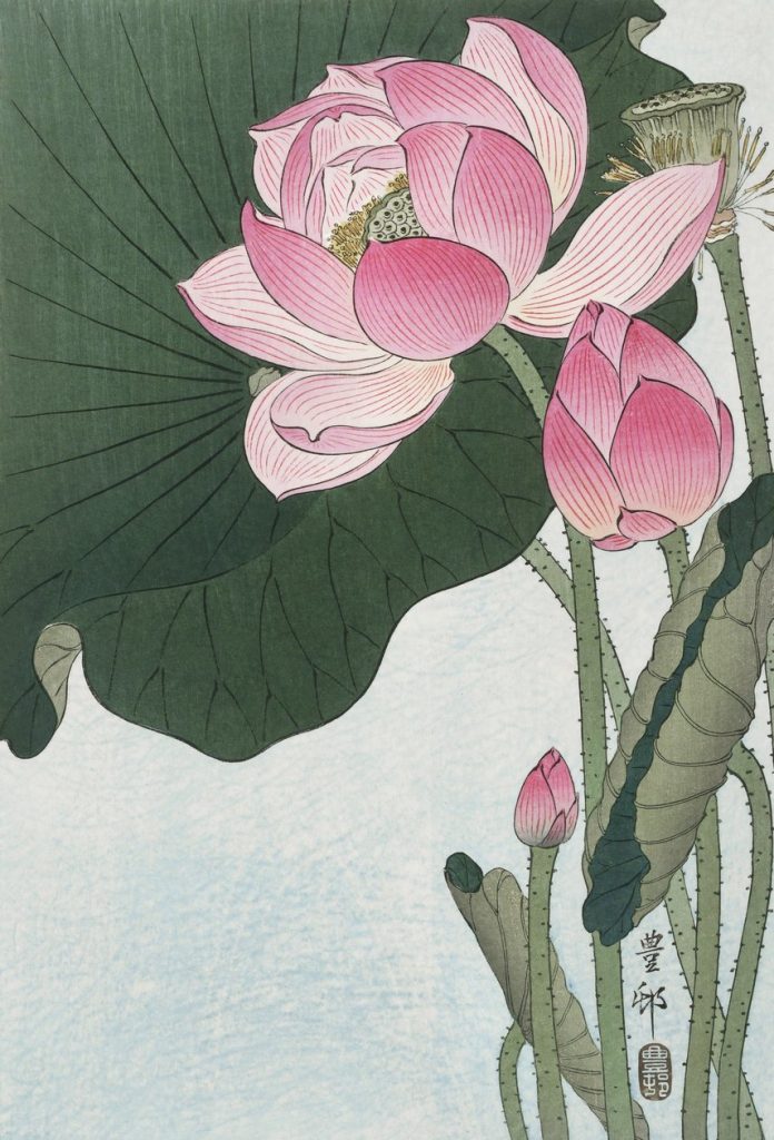 Lotus