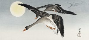 Wild Geese in Flight