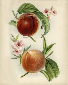 Peaches (botanical plate)
