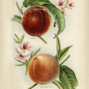 Peaches (botanical plate)