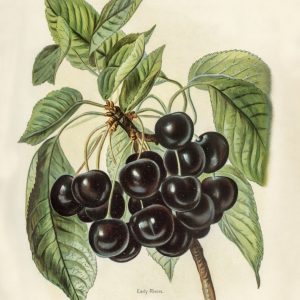 Cherries (botanical plate)