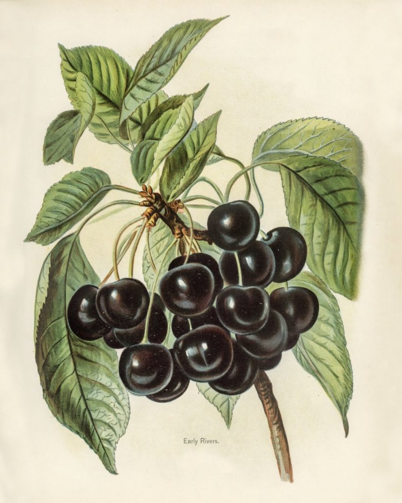 Cherries (botanical plate)