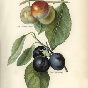 Plums (botanical plate)