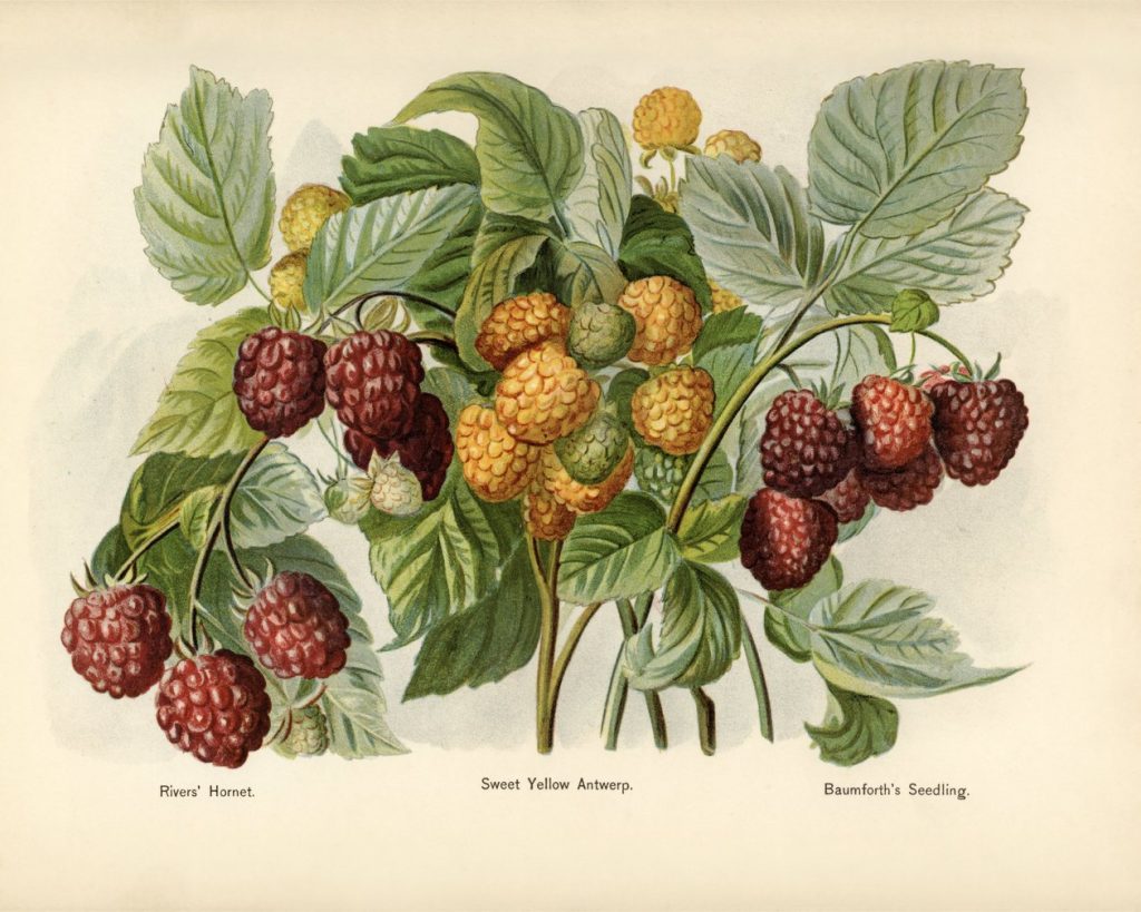Raspberries (botanical plate)