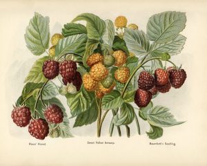 Raspberries (botanical plate)