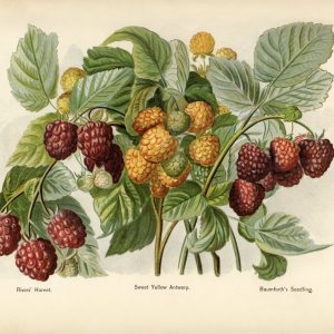 Raspberries (botanical plate)