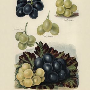 Grapes (botanical plate)