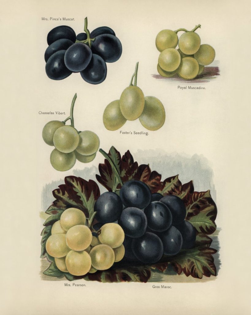 Grapes (botanical plate)