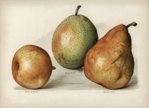 Pears (botanical plate)