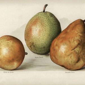 Pears (botanical plate)