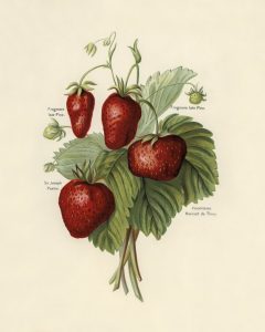 Strawberries (botanical plate)