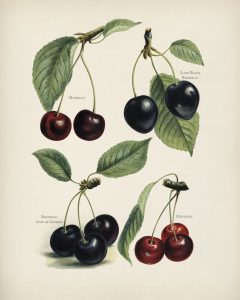 Cherries II (botanical plate)