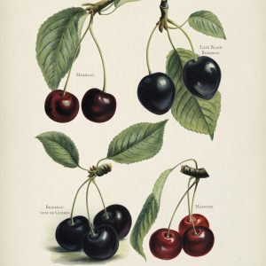Cherries II (botanical plate)
