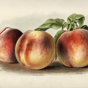 Peaches II (botanical plate)