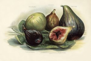 Figs (botanical plate)