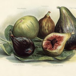 Figs (botanical plate)