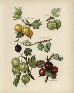 Gooseberries (botanical plate)