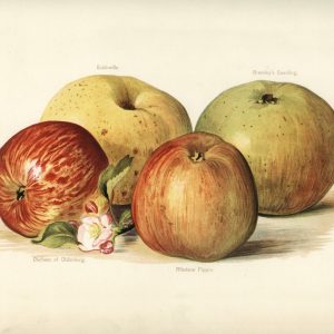 Apples (botanical plate)