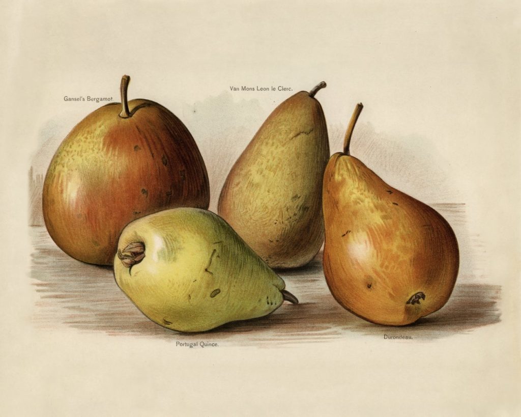 Pears II (botanical plate)