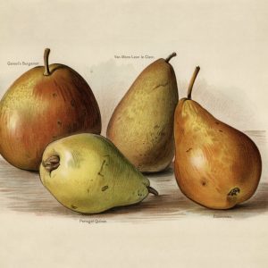 Pears II (botanical plate)