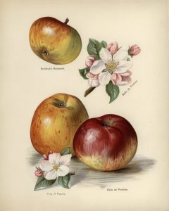 Apples with Blossom (botanical plate)