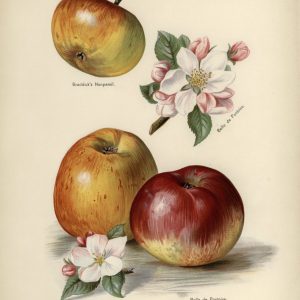 Apples with Blossom (botanical plate)