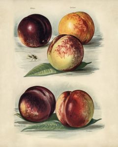 Plums and Peaches (botanical plate)
