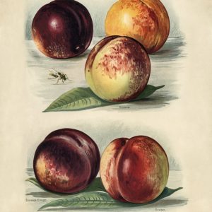 Plums and Peaches (botanical plate)