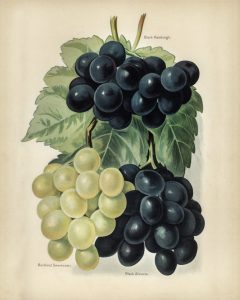 Grapes II (botanical plate)