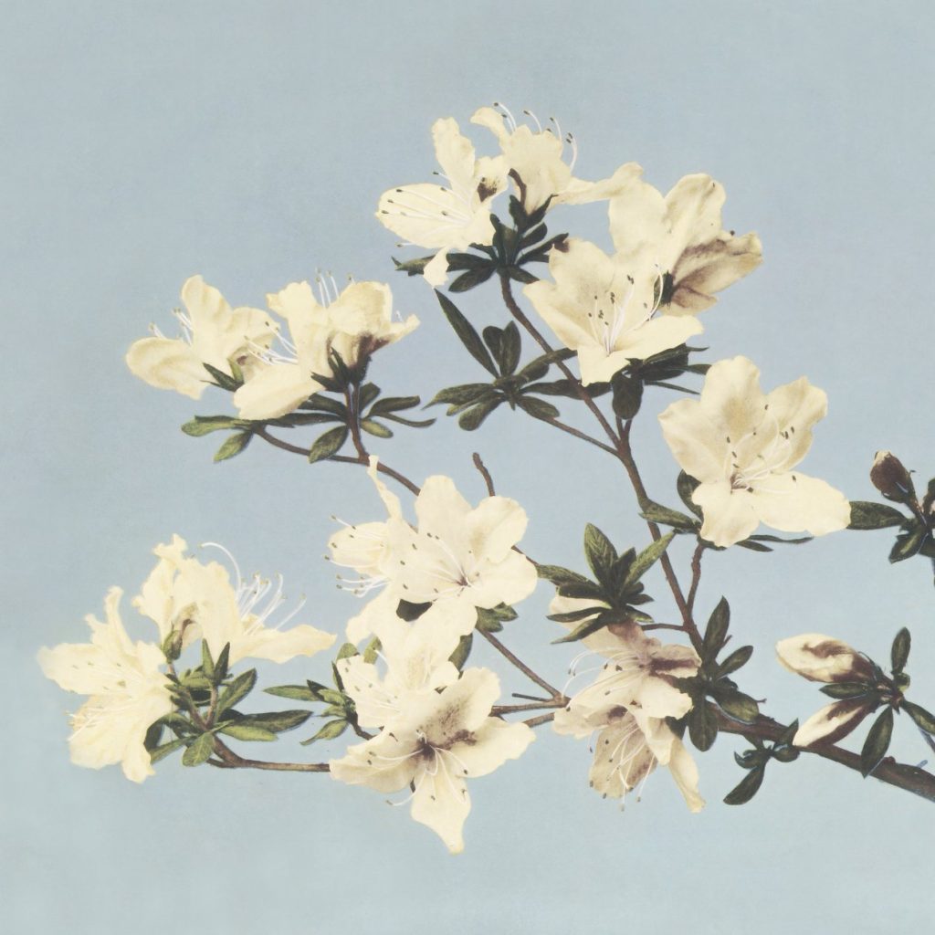Japanese Azaleas