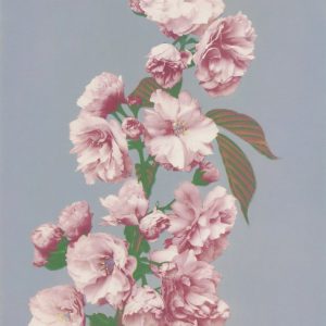 Cherry Blossoms