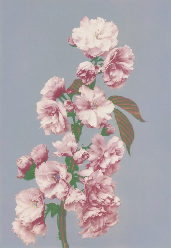 Cherry Blossoms