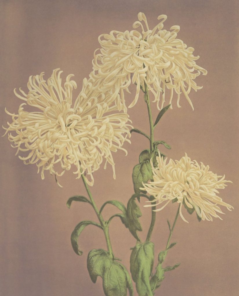 Three Yellow Chrysanthemums